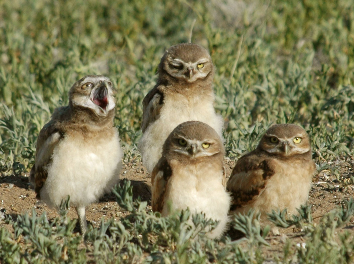 Burrowing Owls At Rocky Mountain Arsenal Refuge Fws Gov